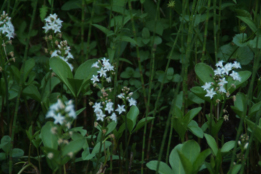 Menyanthes trifoliata Waterdrieblad bestellen